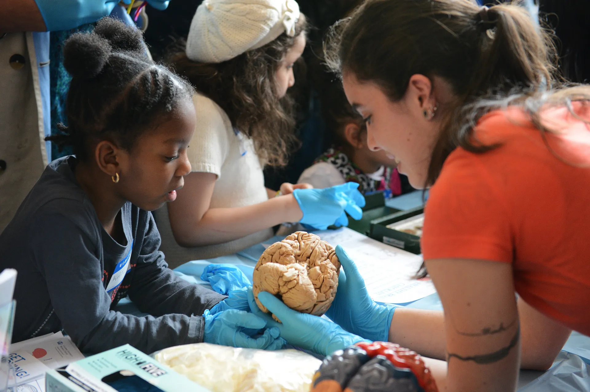 Three young girls examine a plastic brain at Columbia University's annual Brain Expo
